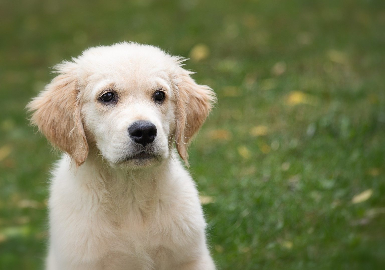 Was muss ein Hund mit 16 Wochen alles können? welpenhaus.de