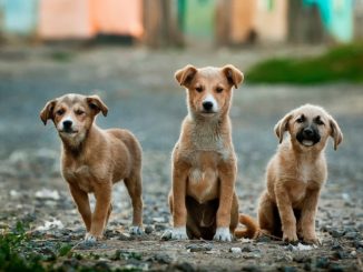 wie lange ist ein hund ein welpe