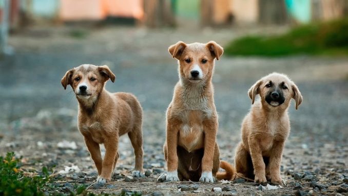 wie lange bleibt ein hund ein welpe wie lange ist ein hund ein welpe