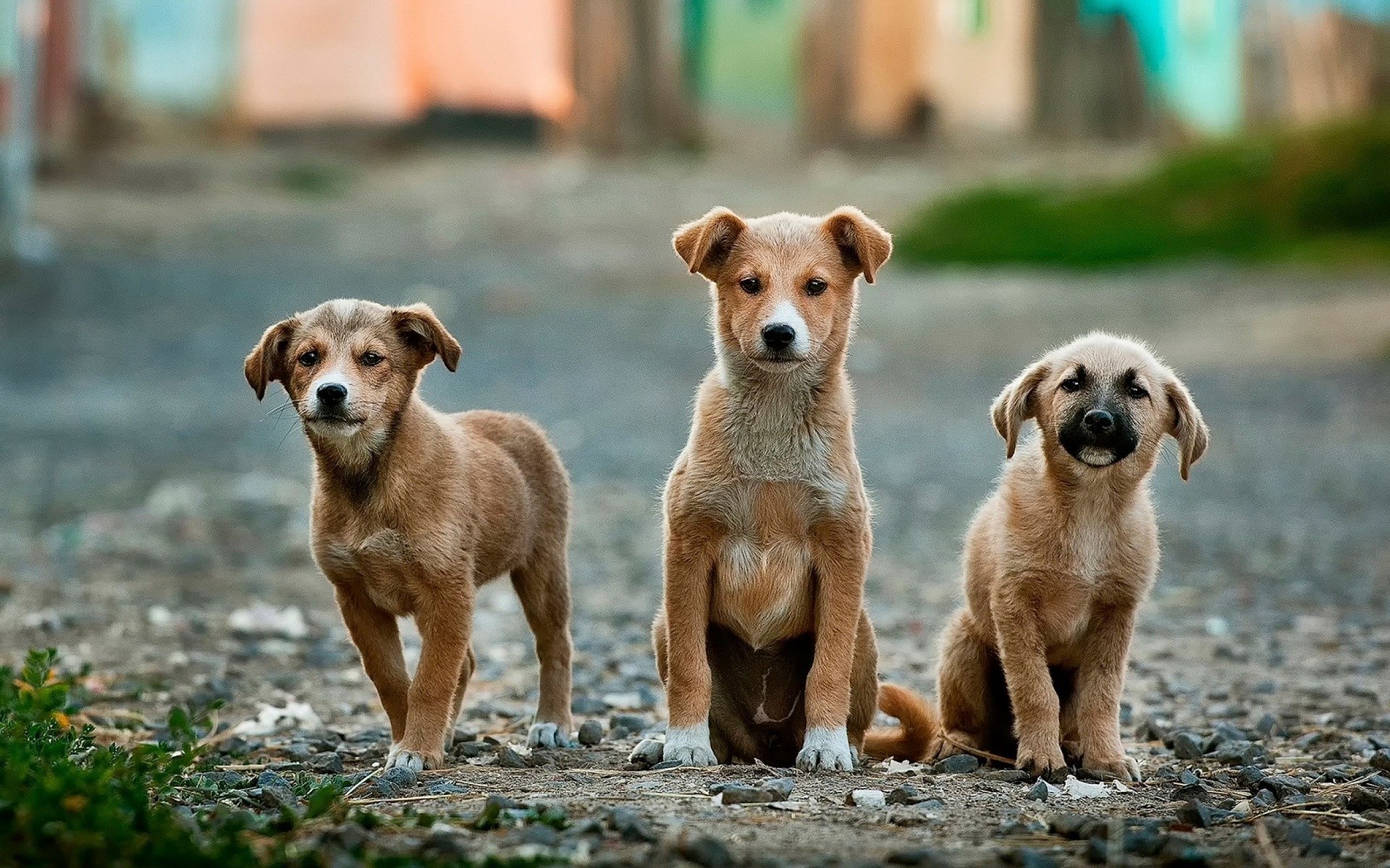 wie lange ist ein hund ein welpe