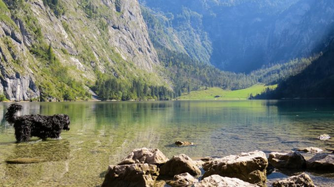 urlaub mit hund reisen mit hund