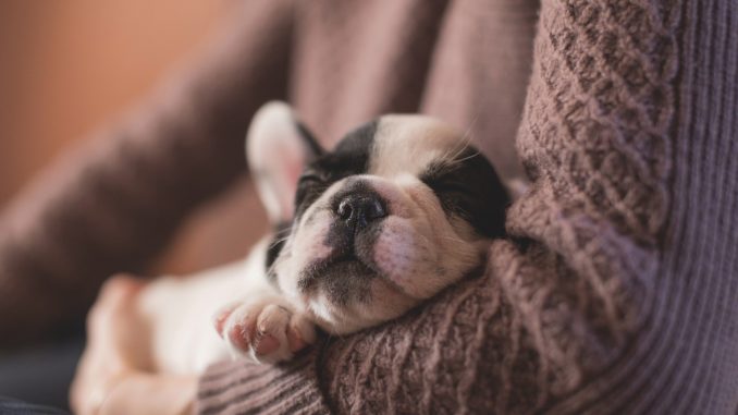 Hundehöhle oder Hundebett was ist besser? Hundehöhle oder Hundebett was ist besser?