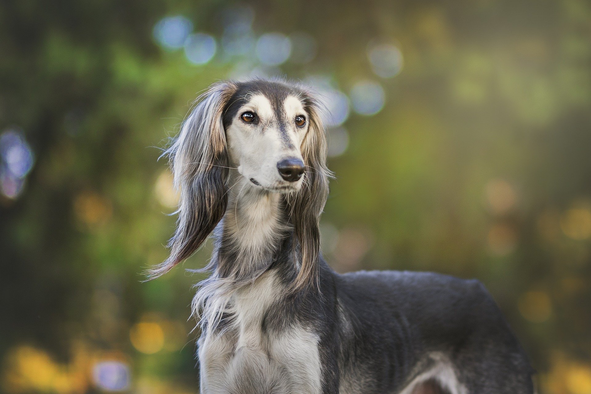 Kostüme Hund