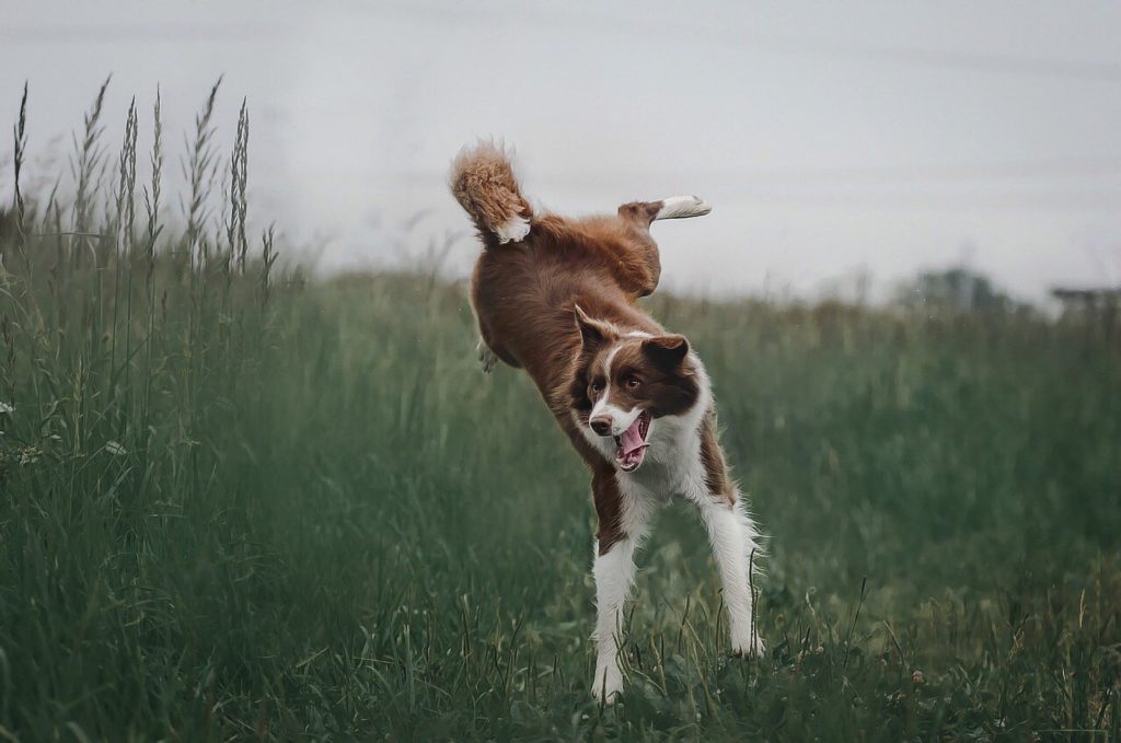 Hunde mit Übergewicht – wann ist es Zeit zu Handeln?