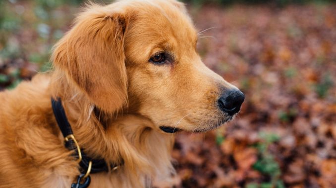 dog-1082307_1920