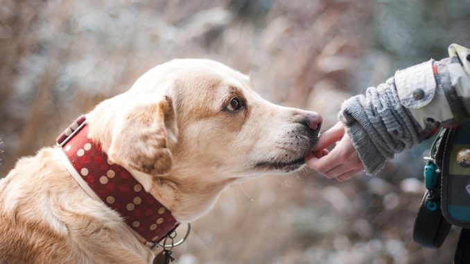 dog-1861839_1920