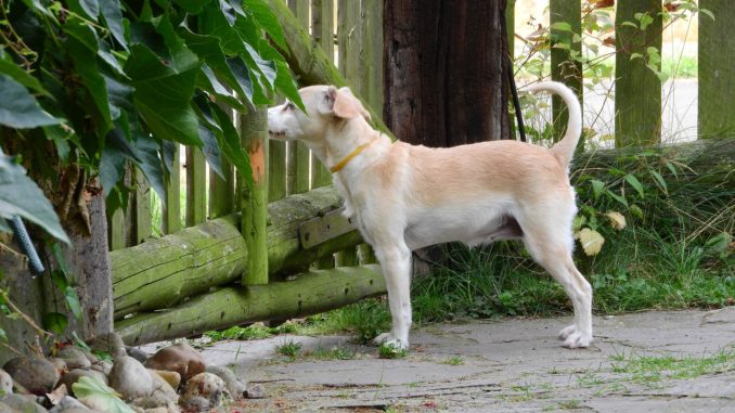 dog-1886201_1920
