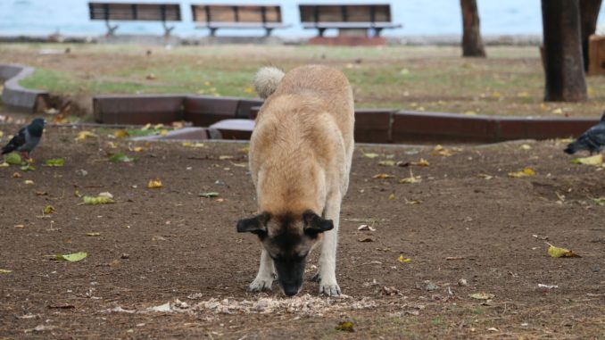 dog-2896428_1920