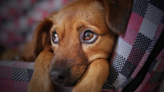 hund wie beruhigen hund beruhigen