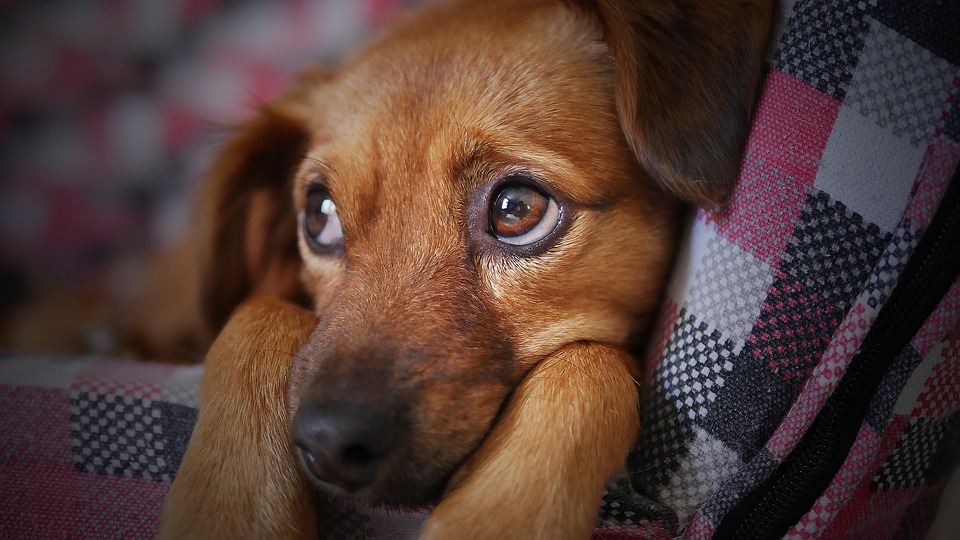 hund beruhigen