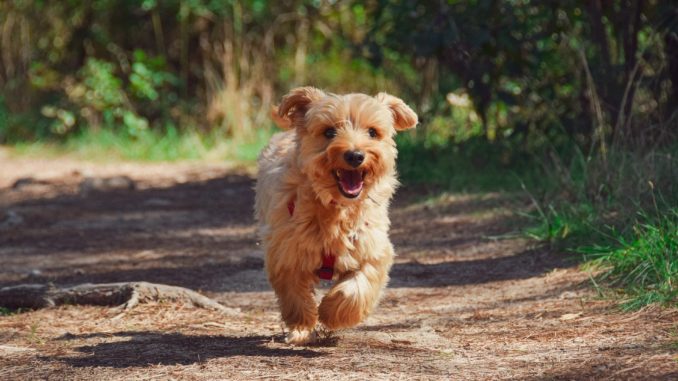 Warum kauen Hunde auf ihren Pfoten .. Warum kauen Hunde auf ihren Pfoten ..