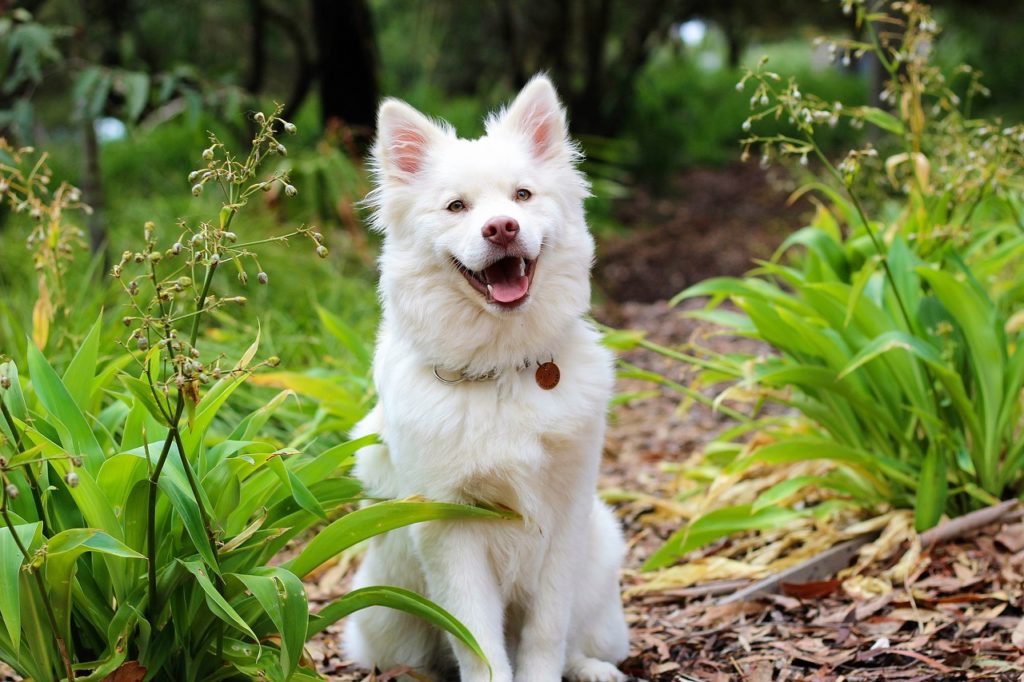 Finnischer Lapphund