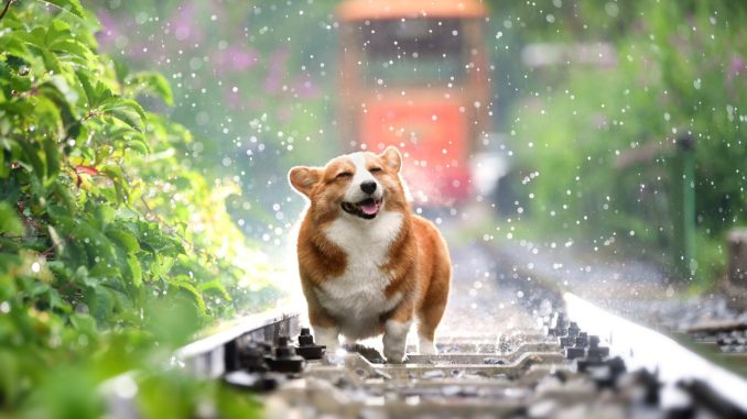 Ist mein Hund glücklich Ist mein Hund glücklich