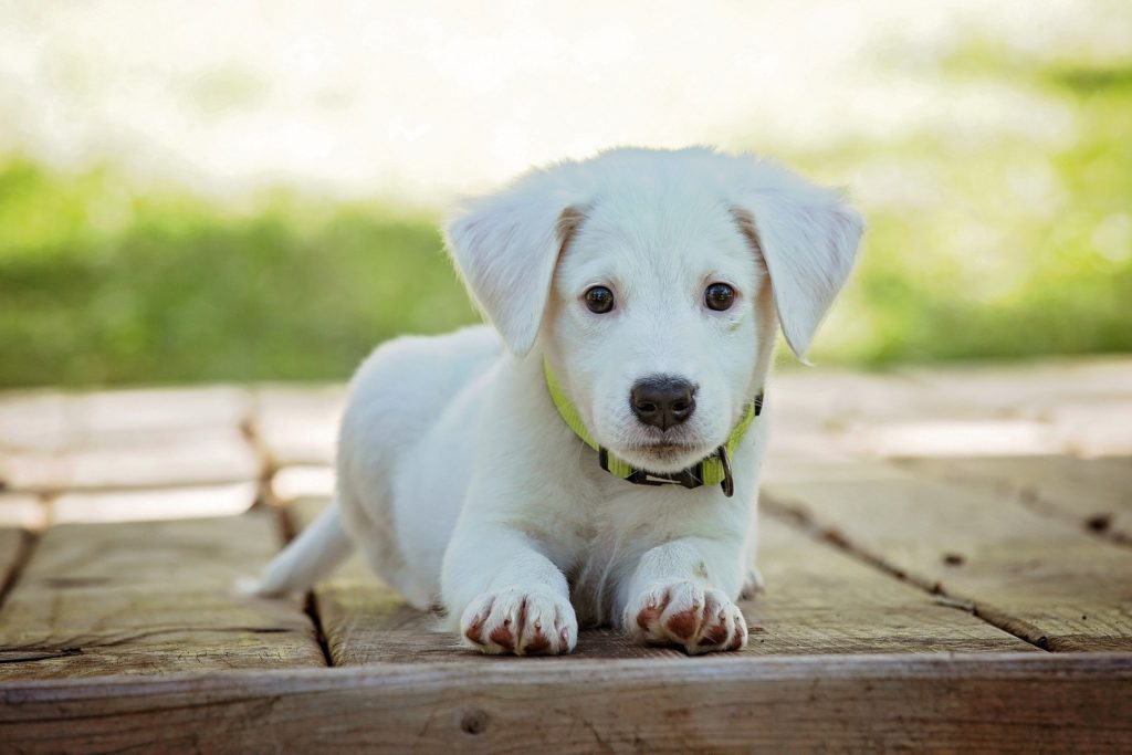 Hund ohne Leckerli erziehen