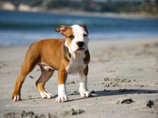 pitbull welpe
