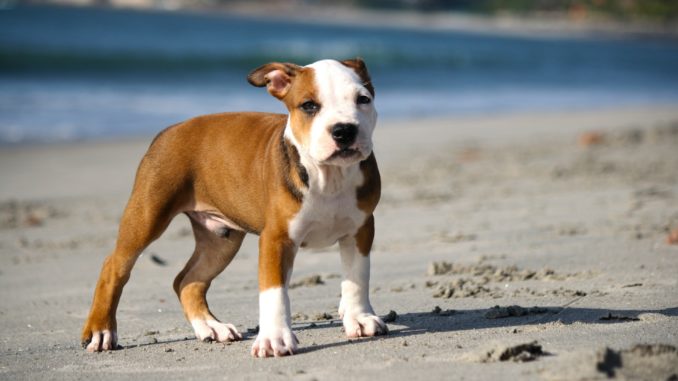 pitbull welpen pitbull welpe