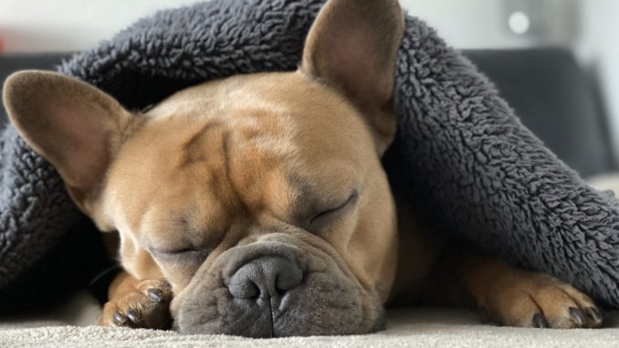 snuggle-4713013_1920 Auch wenn Ihr Hund kein Diätfutter mehr braucht müssen Sie weiterhin auf eine bewusste und kalorienarme Ernährung