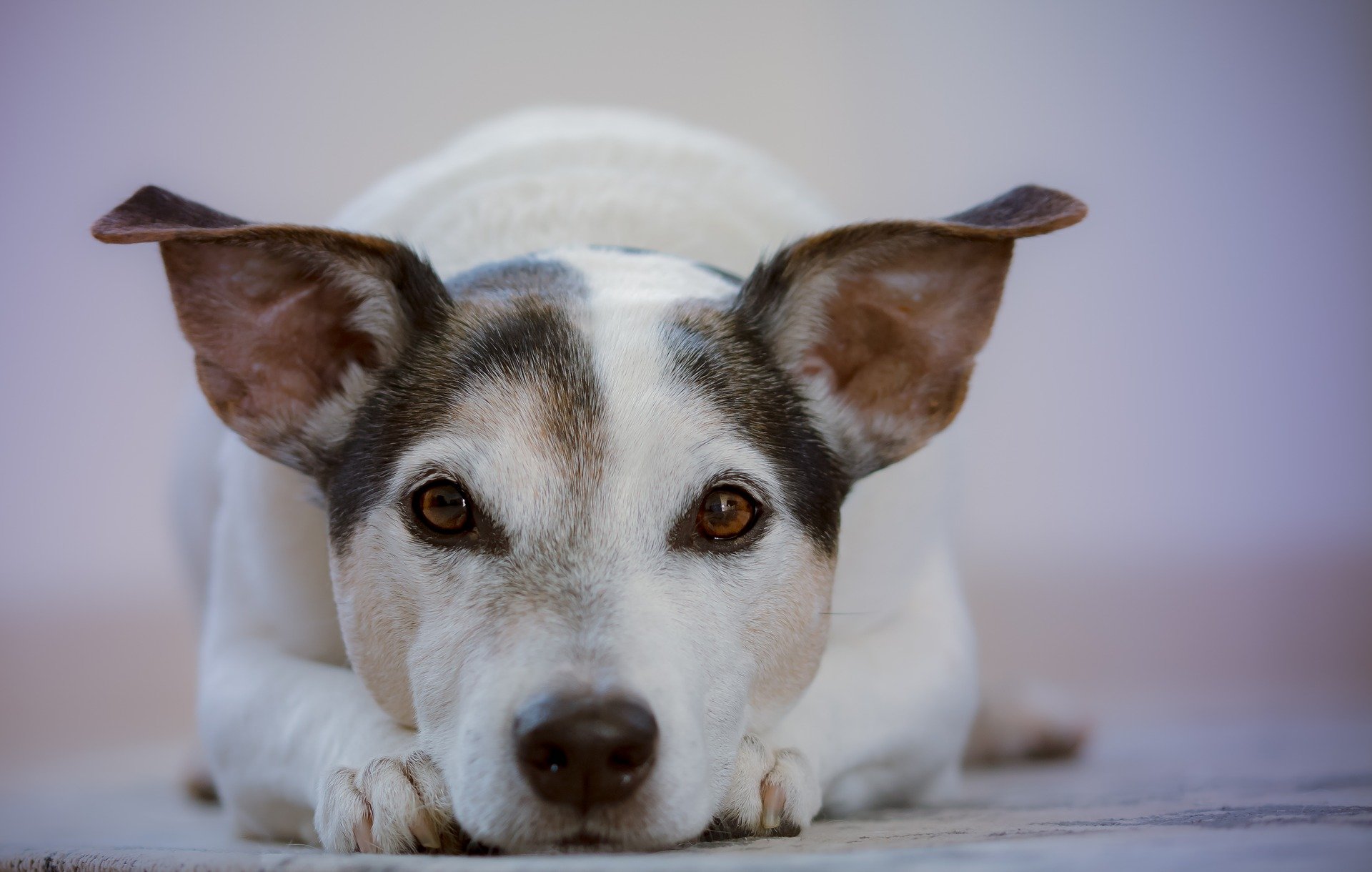 Futtertasche Hund