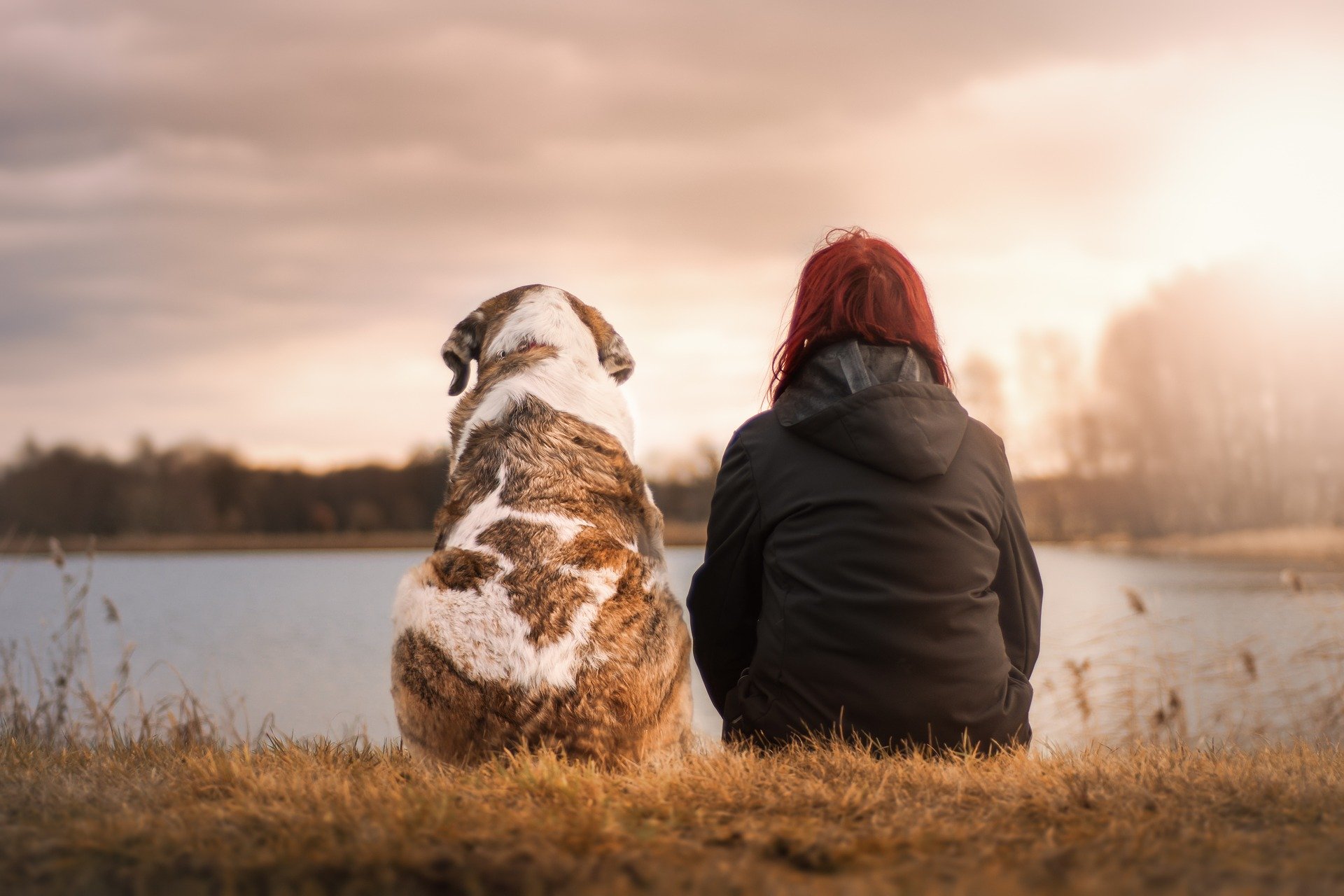 Regenjacken Hund