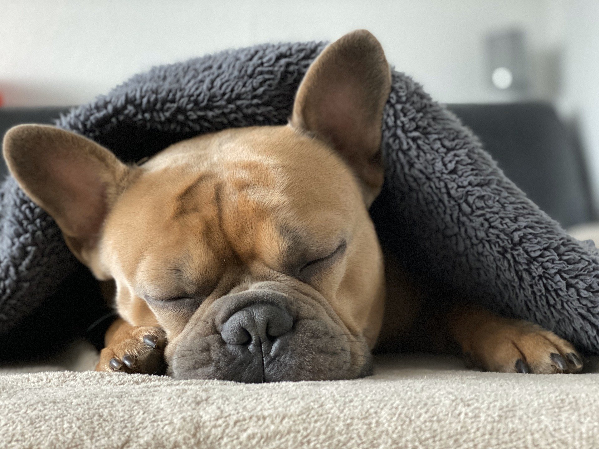 Thermodecke Hund