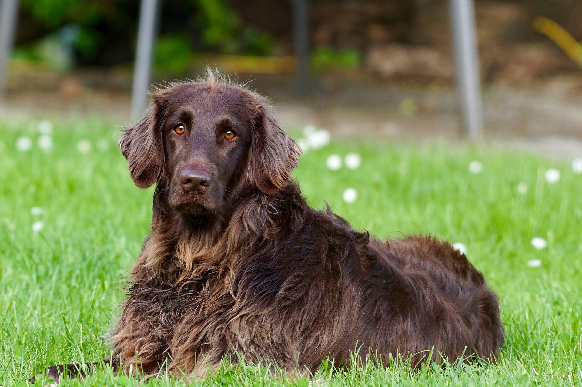 Tragehilfe Hund