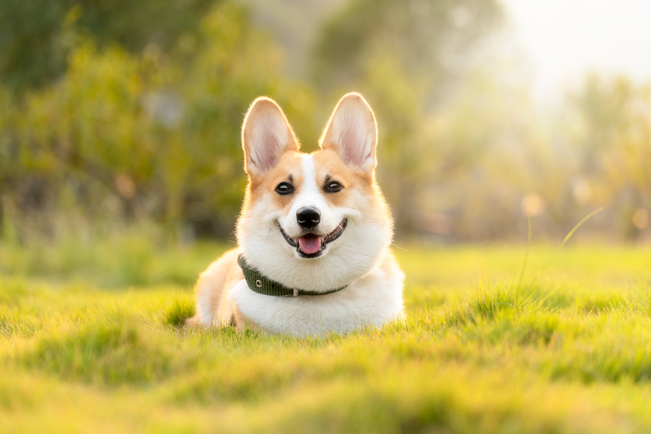 Zeckenzangen Hund