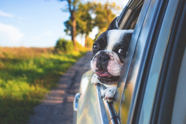 Hundekorb Auto
