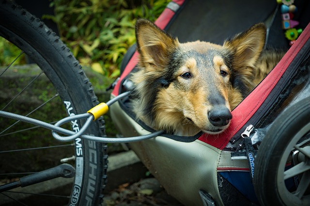 Fahrradanhänger Hund