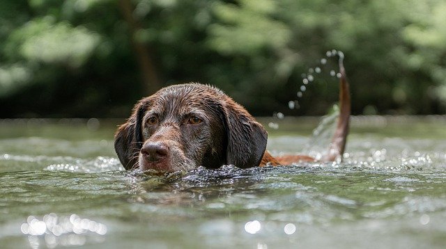 Schwimmweste Hund