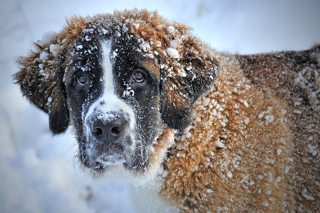 Hunde Pullover