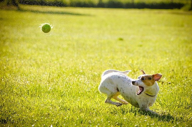 Ballwurfmaschine Hund