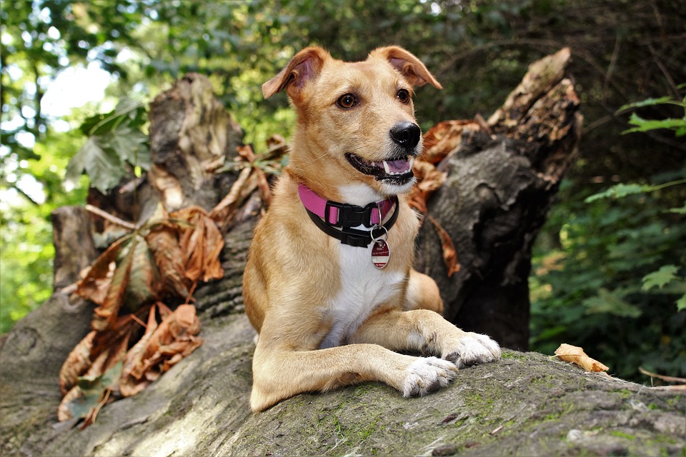 Leinöl Hunde