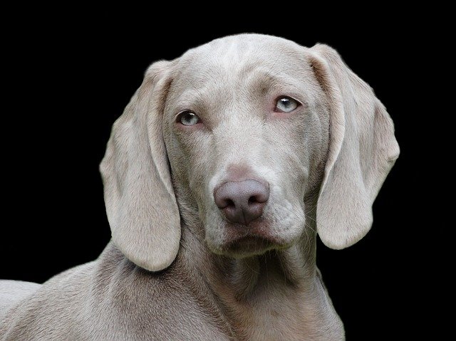 Hanföl Hund