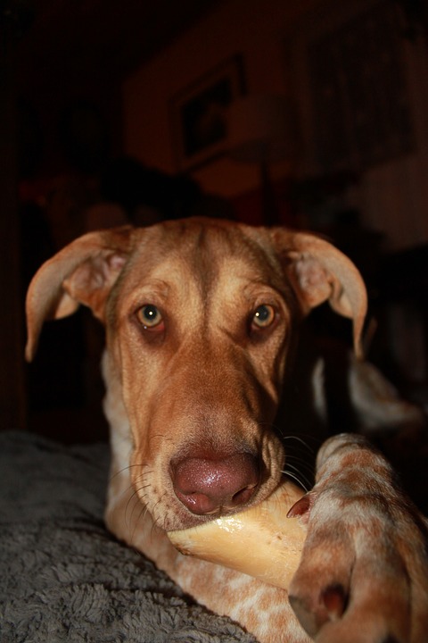 Erziehungshalsbänder Hunde