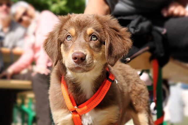 Hundezubehor Alles Fur Deinen Hund Welpenhaus De