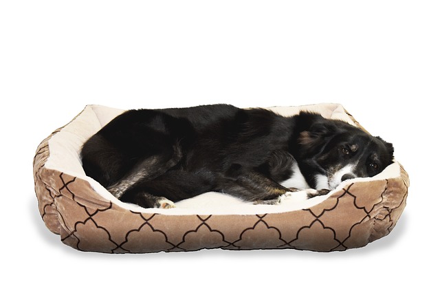 XXL Hundebett