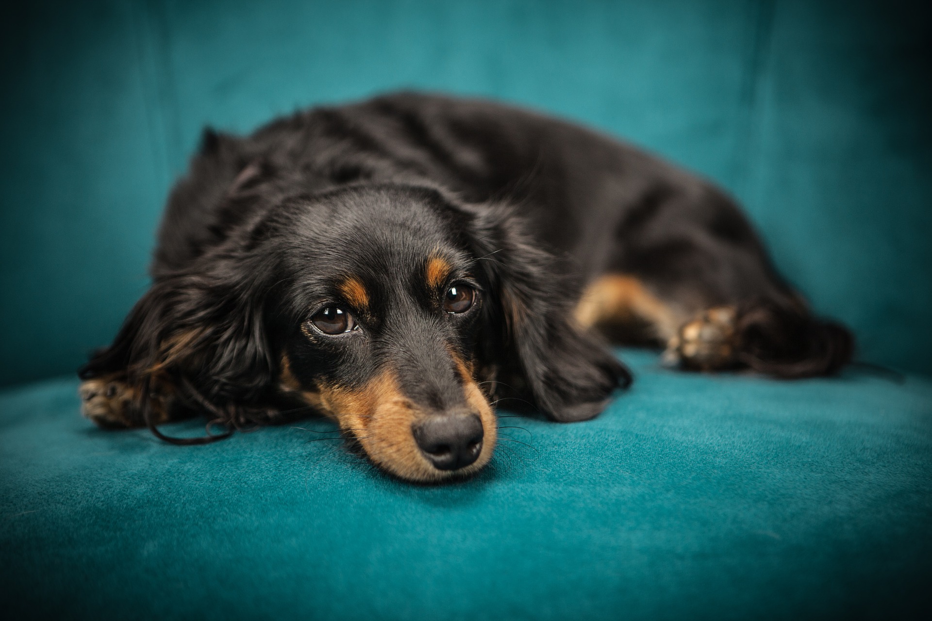 Kauwurzel Hund