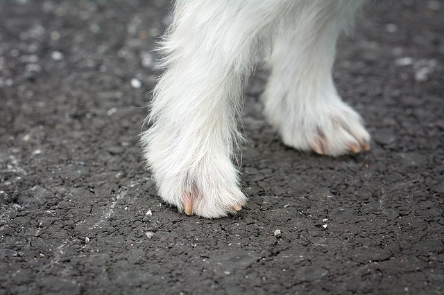 Krallenschere Hund