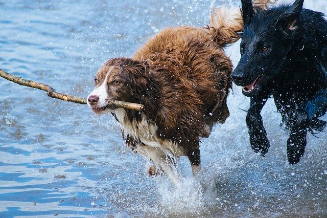 Hunde Sicherheitsgeschirr