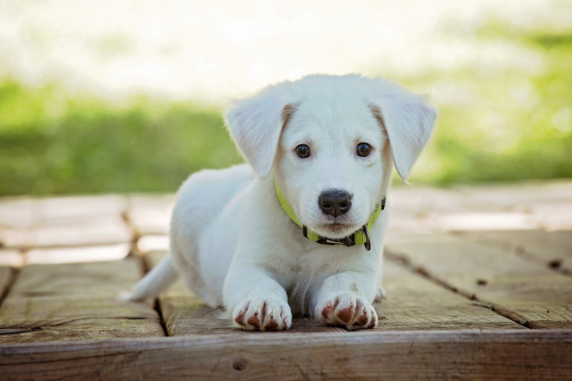 Tragetaschen Hunde