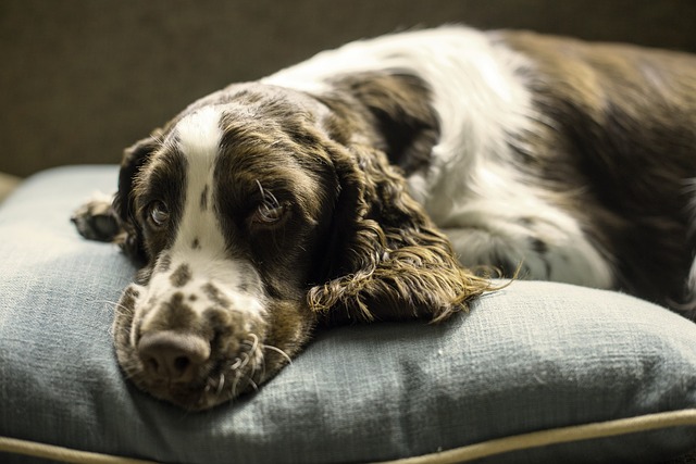 Hundekissen