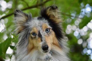 Die 14 besten Hundetrolley bis 10 kg