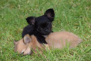 Die 18 besten Hundetragetasche bis 5 kg
