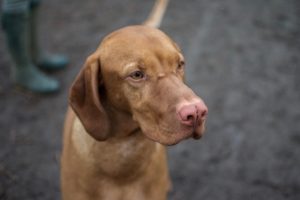 Die 19 besten Halsband Hund