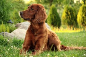 Die 11 besten Hundetragetasche bis 10 kg
