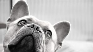 Die 16 besten Halskrause Hund