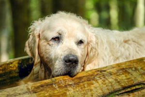Diabetes Hundefutter – worauf kommt es an, welches Futter für den Hund?