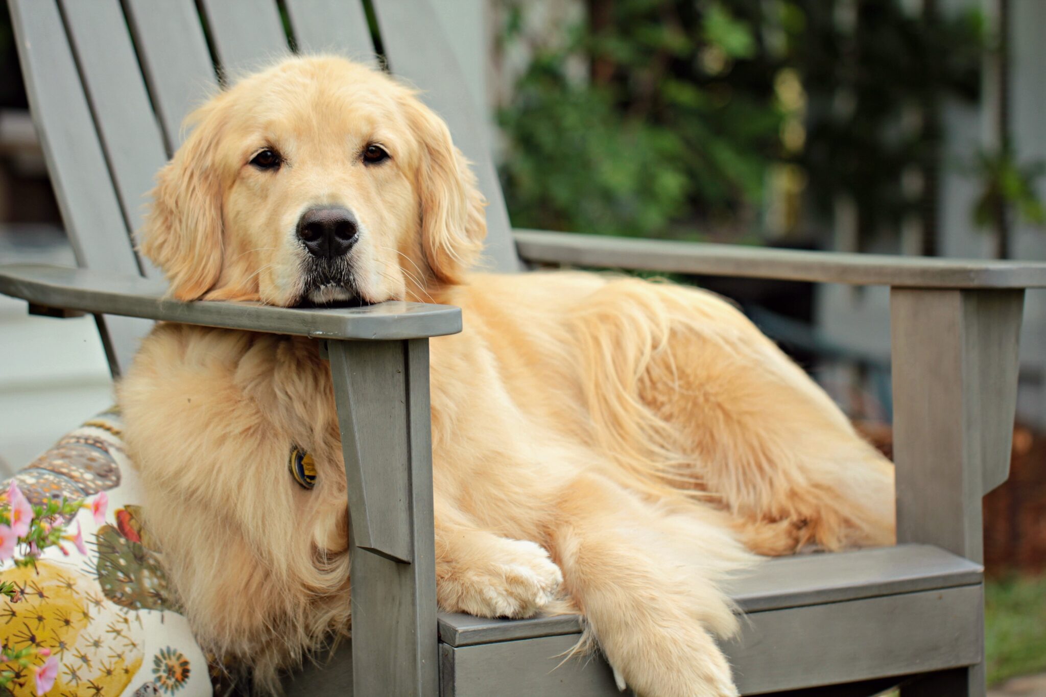 Produktbild von Ein Logo Für Die Rettung Ihres Hundes | Premium-Vektor