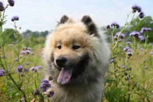 Die richtige Erziehung eines jungen Hundes