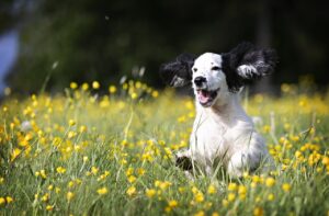 Das Wachstum und die Entwicklung von jungen Hunden verstehen